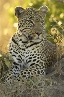 leopard a